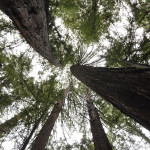 Looking-Up-at-Redwoods