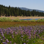 Stampede-Resevoir