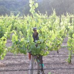 Vineyard Worker