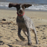 German-Shorthair