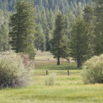 Mountain-Meadow1