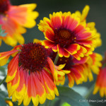 Orange-Red-Flowers